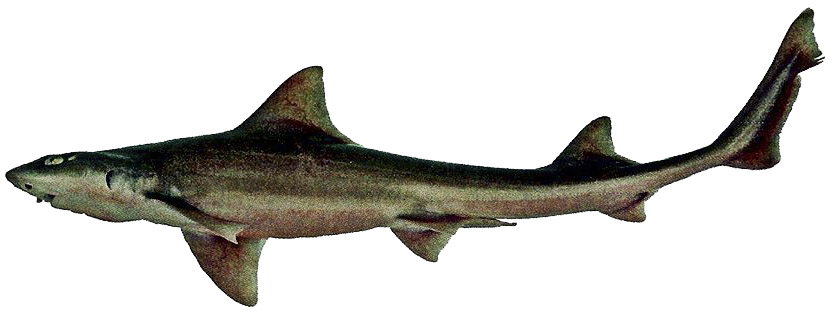 Mustelus mustelus_09.jpg